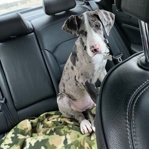Meet your Posher, Kinley